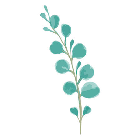 Hand drawn Vector watercolor eucalyptus branch. Thin branch with pale leaves. Vector illustration on a white background.のイラスト素材