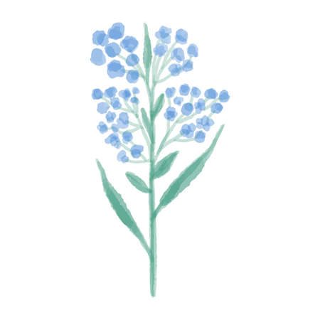 Hand drawn illustration of a blue wild flower. Lupine painted in watercolor. Vector illustration.のイラスト素材