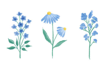 Set of wildflowers. Botanical collection. Wildflowers, herbs, leafs. Garden and wild foliage, flowers. Vector illustrations.のイラスト素材