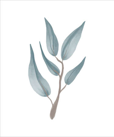 Eucalyptus branch hand drawn by watercolor. Vector illustration.のイラスト素材