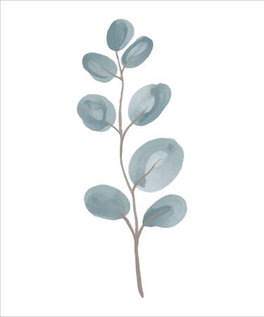 Eucalyptus branch hand drawn by watercolor. Vector illustration.のイラスト素材