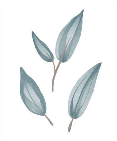 Eucalyptus leaves hand drawn by watercolor. Vector illustration.のイラスト素材
