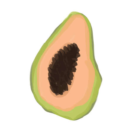 Half of sweet ripe papaya fruit. Graphic design elements. Vector Watercolor hand drawn illustration.のイラスト素材