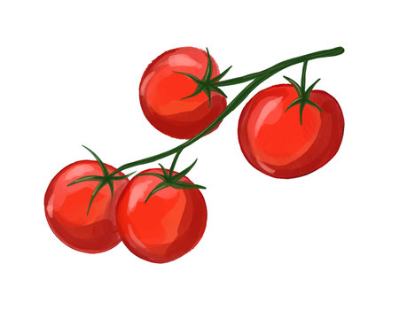 Vector Sprig of cherry tomatoes hand drawn by watercolor. Ripe vegetables illustration.のイラスト素材