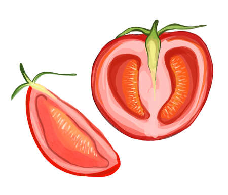 Vector Two tomatoes slice and half. Hand drawn watercolor illustration. Ripe red tomato.のイラスト素材