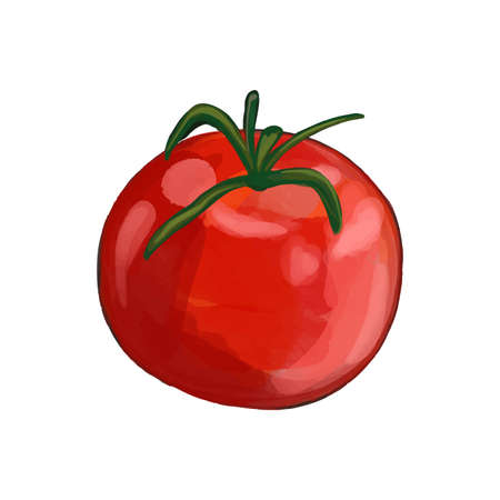 Vector illustration of a red ripe tomato painted in watercolor.のイラスト素材