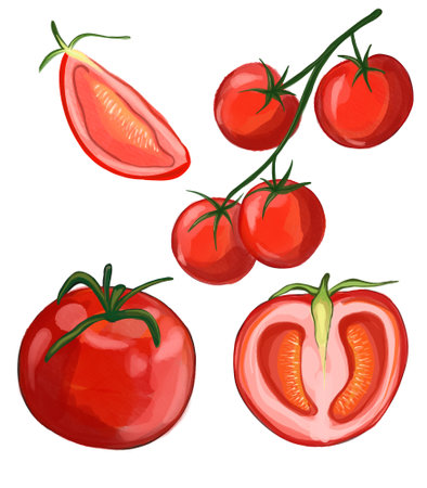 Watercolor tomato collection. Half of red tomato isolated on white. Branch of fresh tomato with leaves.の写真素材