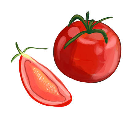 Vector Watercolor tomato illustration. Ripe red vegetable.のイラスト素材