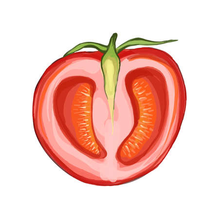 Vector illustration of realistic fresh red tomato opened.のイラスト素材