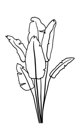 Leaves banana tropical palm One Line Drawing. Continuous Line of Simple Flower Illustration. Abstract Contemporary Botanical Design Template for Minimalist Covers. Vector EPS 10.のイラスト素材