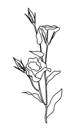 Eustoma flowers in continuous line art drawing style. Doodle floral with flowers blooming. Minimalist black linear design isolated on white background. Vector illustrationのイラスト素材