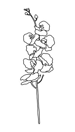 Vector illustration of hand drawn sweet orchid flower twig. Ink drawing, graphic style, beautiful floral design element.のイラスト素材