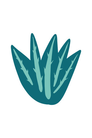 Vector illustration of tropical aloe vera drawn in a flat style.のイラスト素材