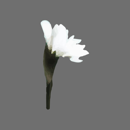 Vector Narcissus, clematis, snowdrop, white flower painted in watercolor.のイラスト素材