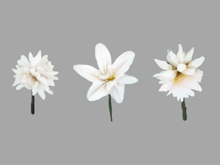 Collection Narcissus, clematis, snowdrop, white flower painted in watercolor.のイラスト素材