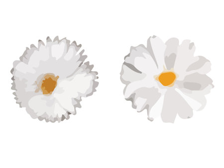 Vecto beautiful chamomile flower on white backgroundのイラスト素材