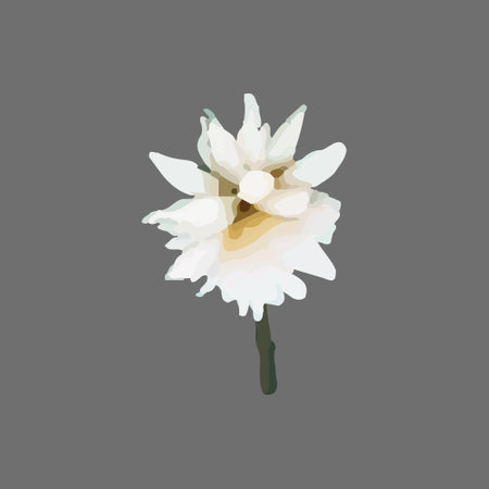 Vector Narcissus, clematis, snowdrop, white flower painted in watercolor.のイラスト素材