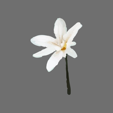 Vector Narcissus, clematis, snowdrop, white flower painted in watercolor.のイラスト素材