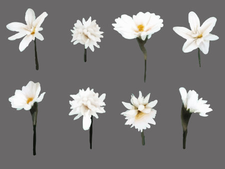 Collection Narcissus, clematis, snowdrop, white flower painted in watercolor.のイラスト素材