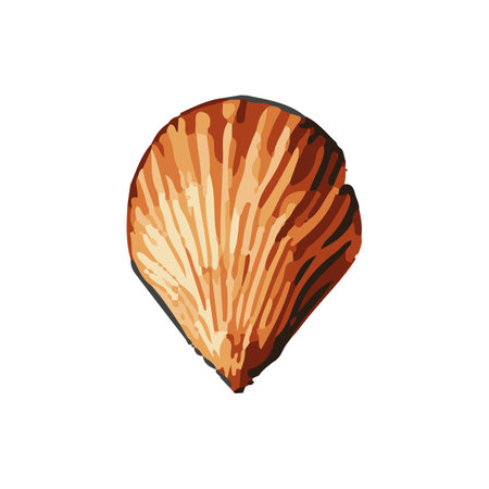 Vector Watercolor oyster on the white background, aquarelle. Vector illustration.のイラスト素材