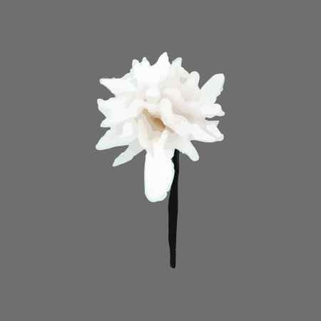 Vector Narcissus, clematis, snowdrop, white flower painted in watercolor.のイラスト素材