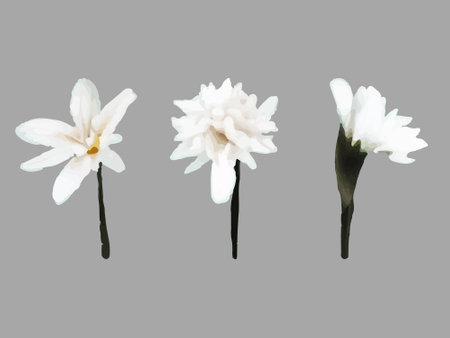 Collection Narcissus, clematis, snowdrop, white flower painted in watercolor.のイラスト素材