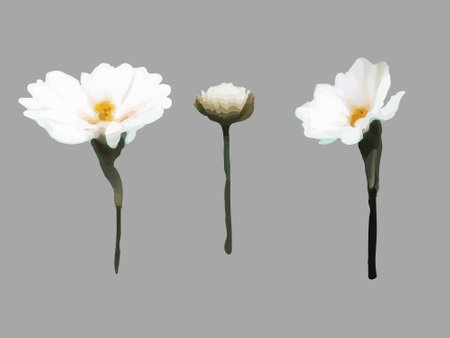 Collection Narcissus, clematis, snowdrop, white flower painted in watercolor.のイラスト素材