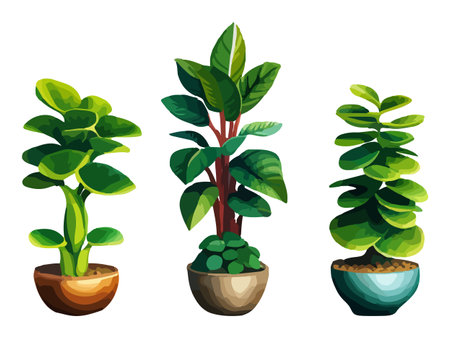 Realistic house plats set with monstera sansevieria banana palm ficus and rhopalostylis in pots on transparent backgroundのイラスト素材