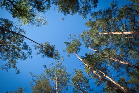 Sunny Summer birch forest. Trees from bottomの写真素材
