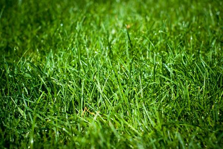 Green grass with rain drops. Sunny summer day outdoors.
