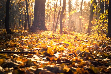 Bright yellow leaves on the ground. Autumn fallen background. Selective focus.
