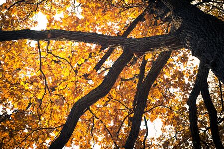 The leaves on the oak. Autumn tree, view from below the branches.の写真素材
