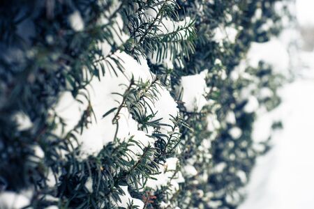 Coniferous bush covered with snow. Winter nature background. Image toned.の写真素材
