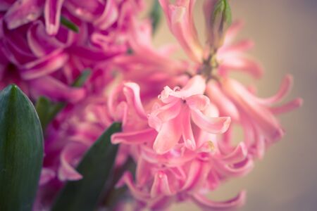 Pink fresh hyacinth close up. Blooming flowers. Spring time.の写真素材