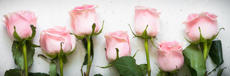 Pink rose at white stone table. Top view. Flower background. Long banner format.の写真素材