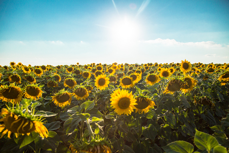 A field of sunflowers against the sky and sun. Harvest and abundance. The agricultural background.の写真素材