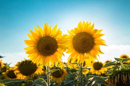Sunflowers in the field against the sky and sun. Harvest and abundance. The agricultural background.の写真素材
