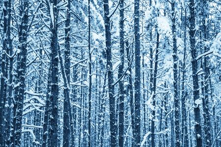 Winter snowy fir tree forest. Winter Nature  landscape outdoor background. Toned.