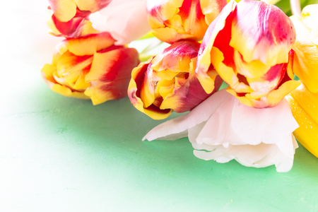 Tulip flower bouquet close up.の写真素材