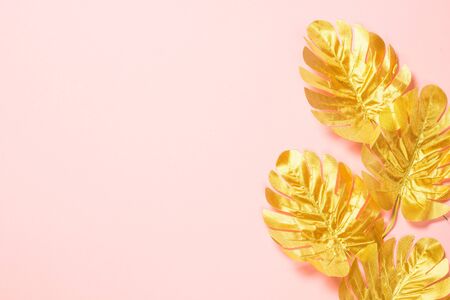 Golden monstera leaves on pink background.の写真素材