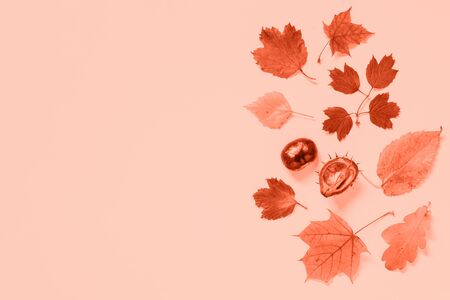 Autumn flat lay background with leaves on pink.の写真素材