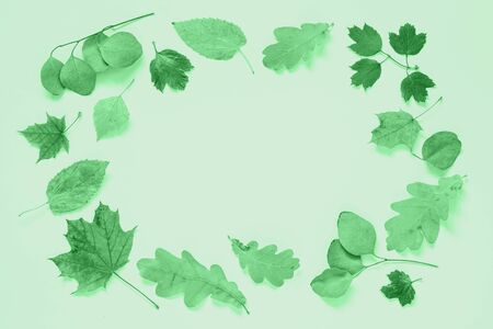 Creative Autumn flat lay background with dried leaves on neo mint. Image toned.