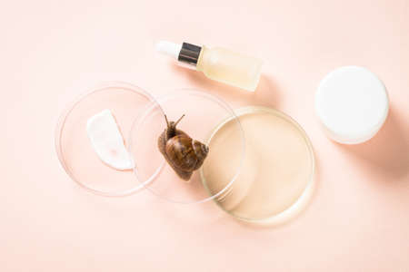 Glass petri dish with cosmetic products and green plantsの写真素材