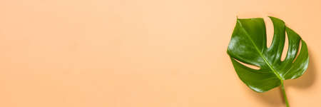 Fresh monstera leaf at color background.の写真素材