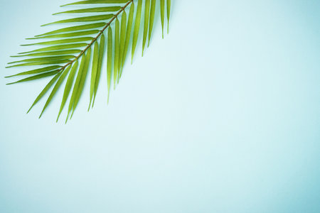 Palm leaves on blue background.