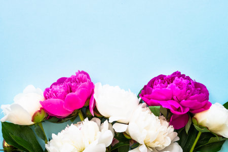 Peony flowers, white and pink on blue background.の写真素材