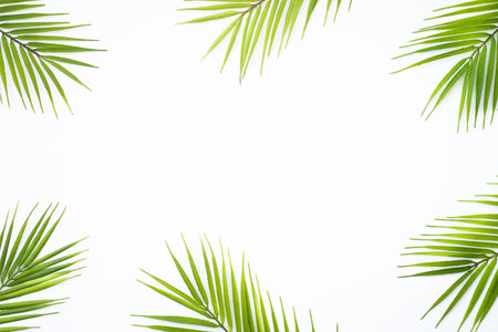 Palm leaves and on white background. Top view with copy space.の写真素材
