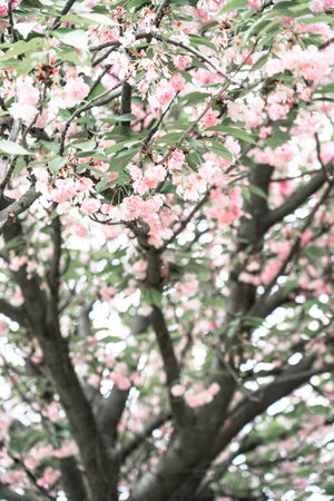 Sakura. Beautyful blossom tree with pink flowers. Image toned.