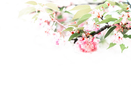Blooming sakura branch on white background. Beautyful pink flowers in nature.