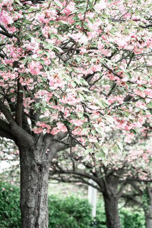 Sakura. Beautyful blossom tree with pink flowers. Image toned.